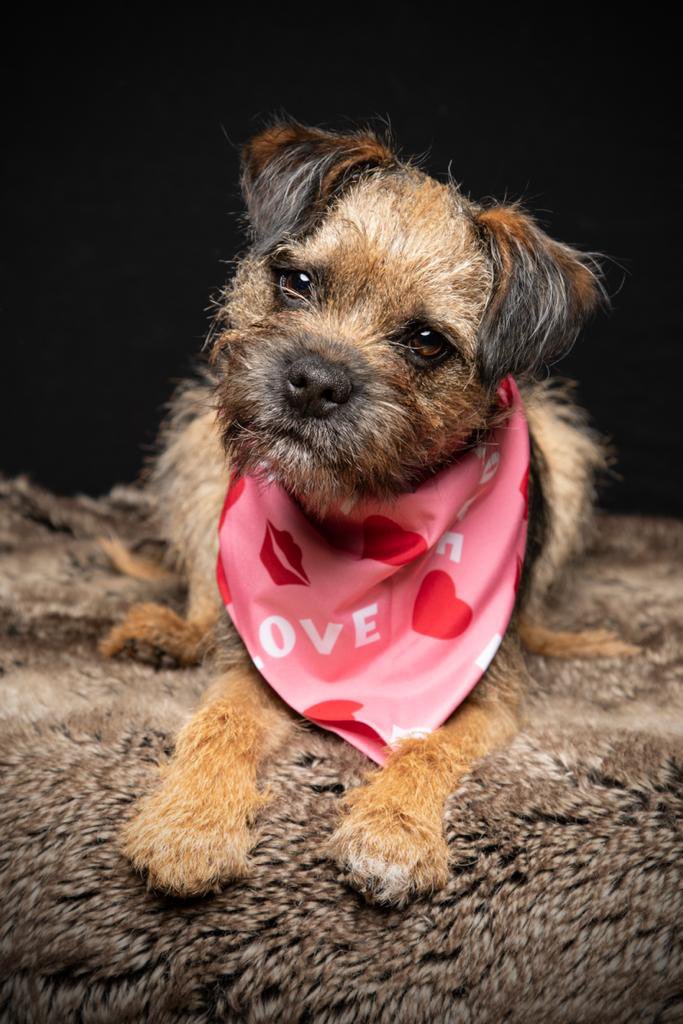 meloldridge1's tweet photo. @OfficialPLT #PLTpetday my little winnie🤍 https://t.co/1DeCmXyG5K