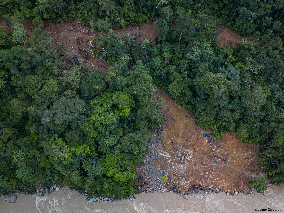 Jaime_Culebras's tweet photo. La minería ilegal está provocando daños irreversibles en Ecuador. Lo que empieza con una vía de acceso y unas pocas máquinas, va in crescendo hasta volverse una barbarie de deforestación y contaminación. Anfibios como los Atelopus son muy susceptibles a estas actividades humanas https://t.co/z6Yf5CKrUn