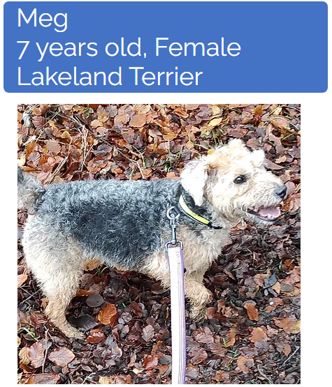 Pals! #LakelandTerrier for adoption! 🥰🤩🐕

islaydogrescue.org.uk/adoption