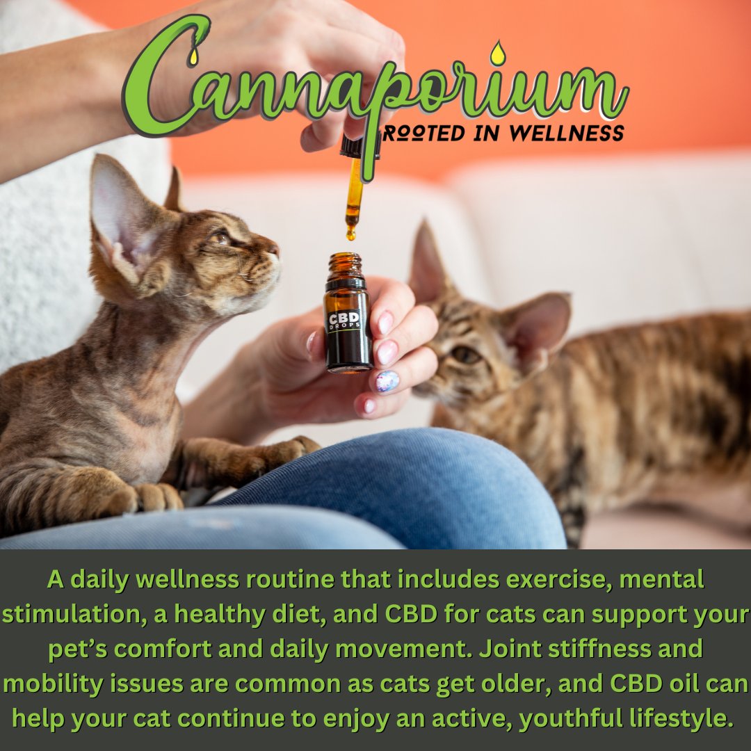 cannaporium420's tweet photo. #cbd #Mmemberville #CannabisCommunity #hemp #cats #CatsOfTwitter #cbdforcats https://t.co/jt3bHuJKIe