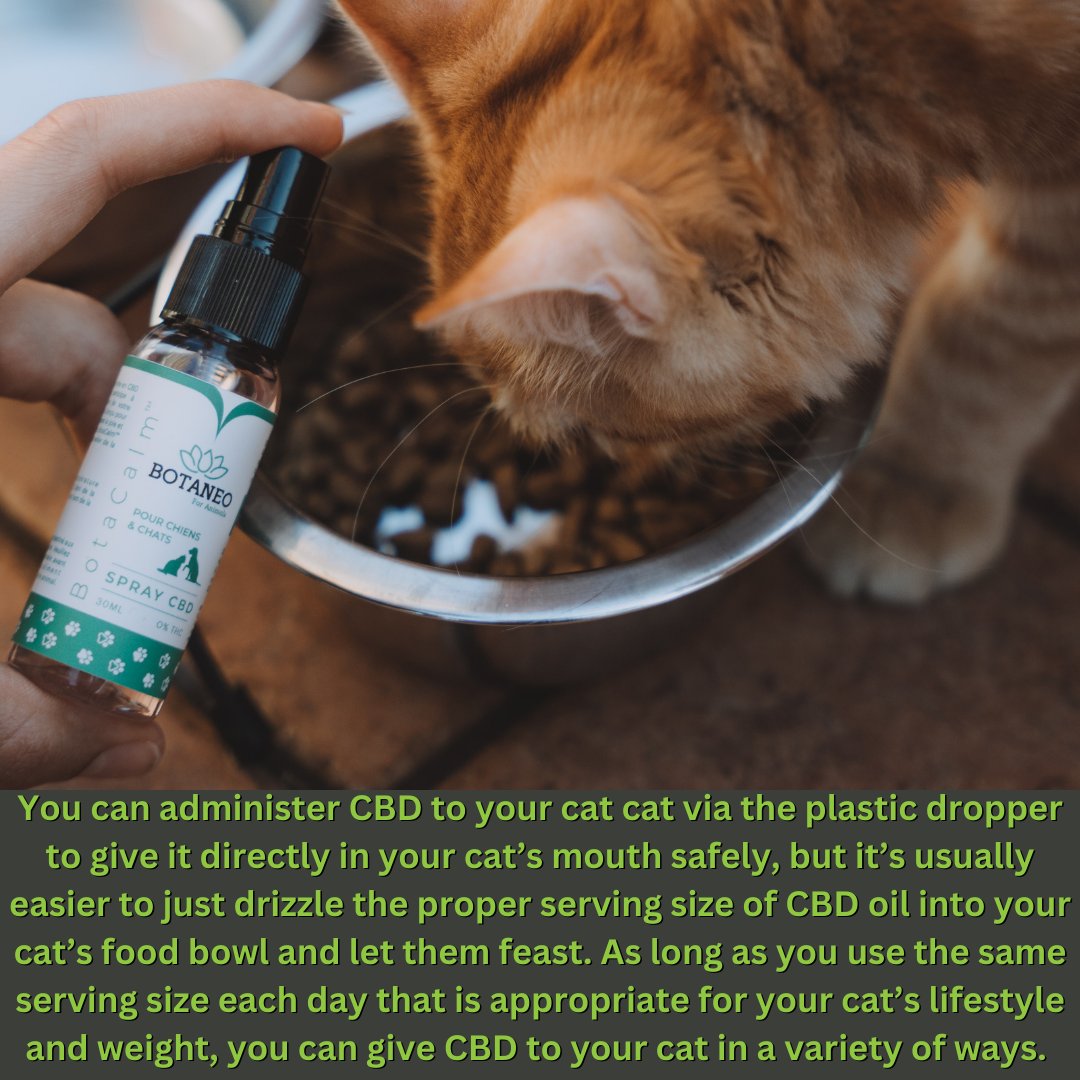 cannaporium420's tweet photo. #cbd #Mmemberville #CannabisCommunity #hemp #cats #CatsOfTwitter #cbdforcats https://t.co/jt3bHuJKIe