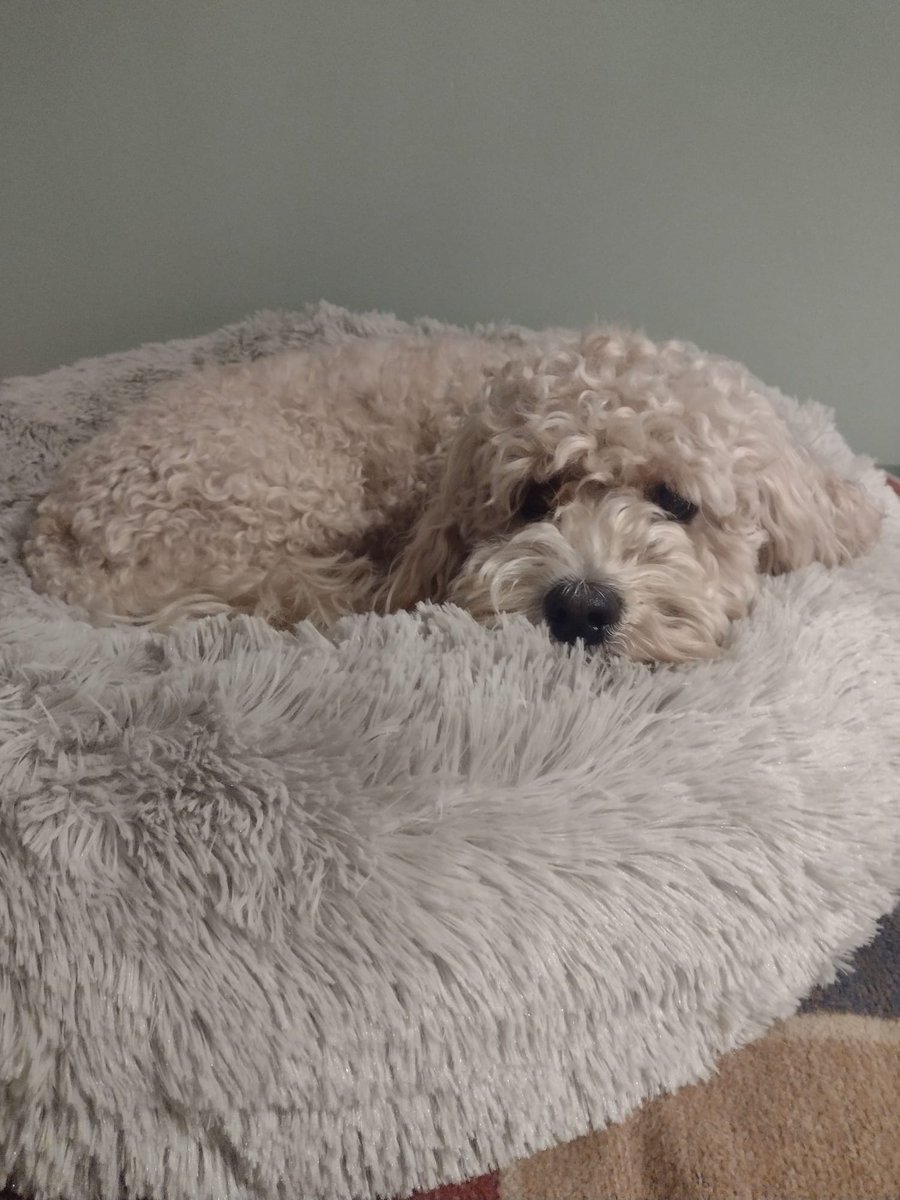 emilySarah93's tweet photo. #PLTpetday 
Ruby and Bear 🐻 https://t.co/2pdgVMjqTO