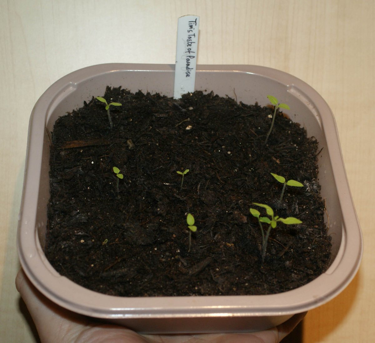 Chris Fowler on Twitter "100 germination re. Tim's Taste of Paradise