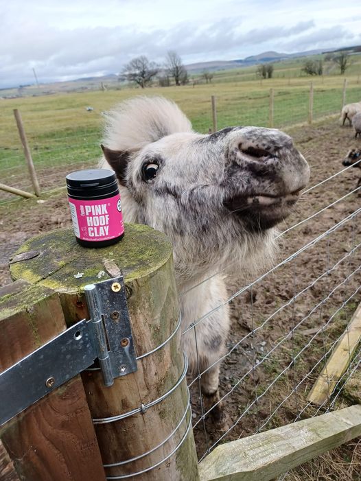 Ecohoof (@ecohoof) on Twitter photo Cadeau is one happy Falbella to see her little tub of #MagicInPot Pink hoof clay has arrived <a href="/millburnalpacas/">Millburn Alpacas</a> #ponyhour #horse #pony ecohoof.com Cadeau is one happy Falbella to see her little tub of #MagicInPot Pink hoof clay has arrived <a href="/millburnalpacas/">Millburn Alpacas</a> #ponyhour #horse #pony ecohoof.com