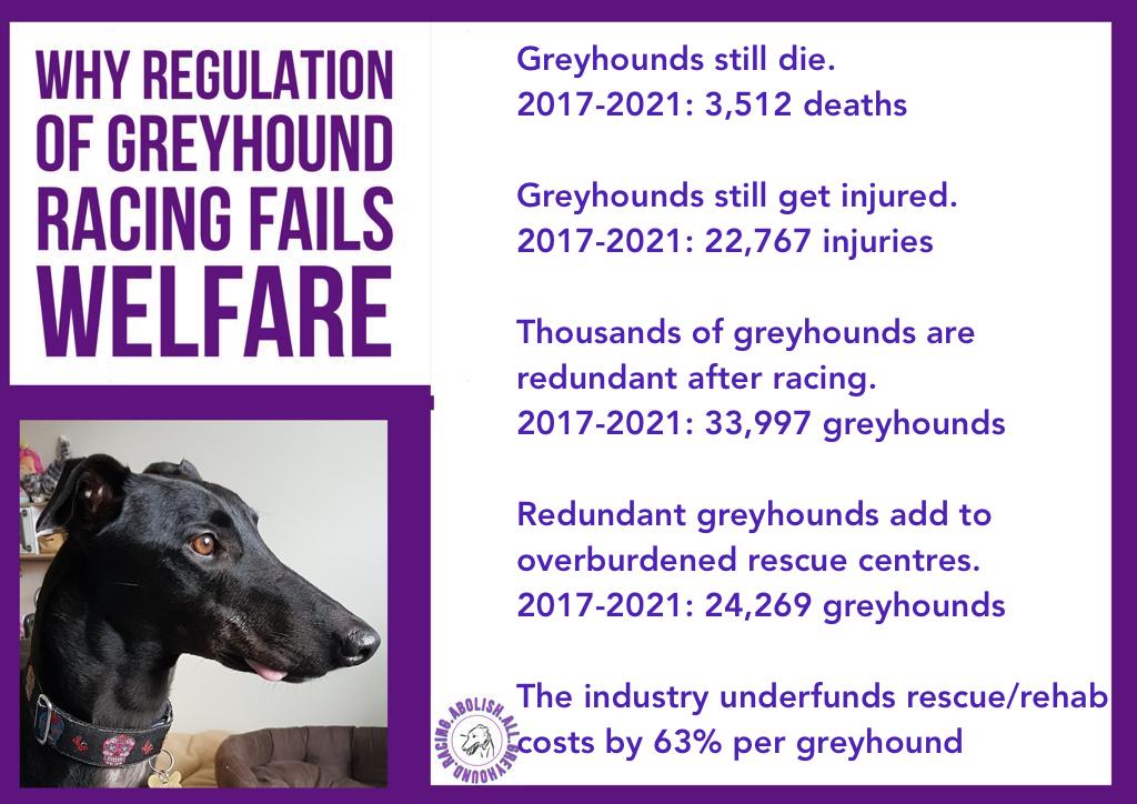 Regulation of #dog racing in the UK🇬🇧does not save racing #greyhounds from death, injury or charity rescue kennels. #CutTheChase #BanGreyhoundRacing #UKRescue #APDAWG