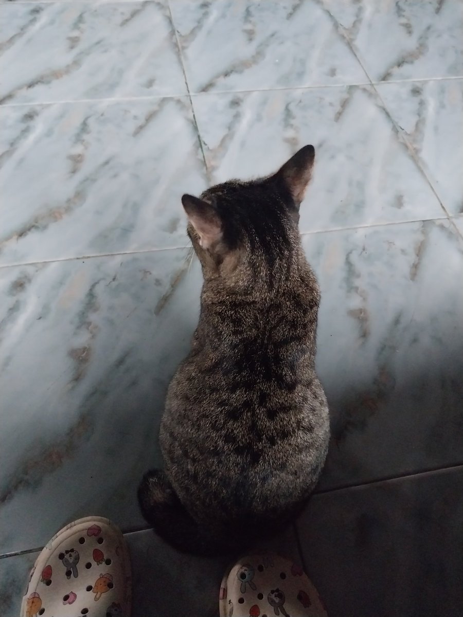 เห็นแมวลายสลิดแล้วคิดถึงอิเหมียวมาก พยามยิ้มทั้งน้ำตา🥹