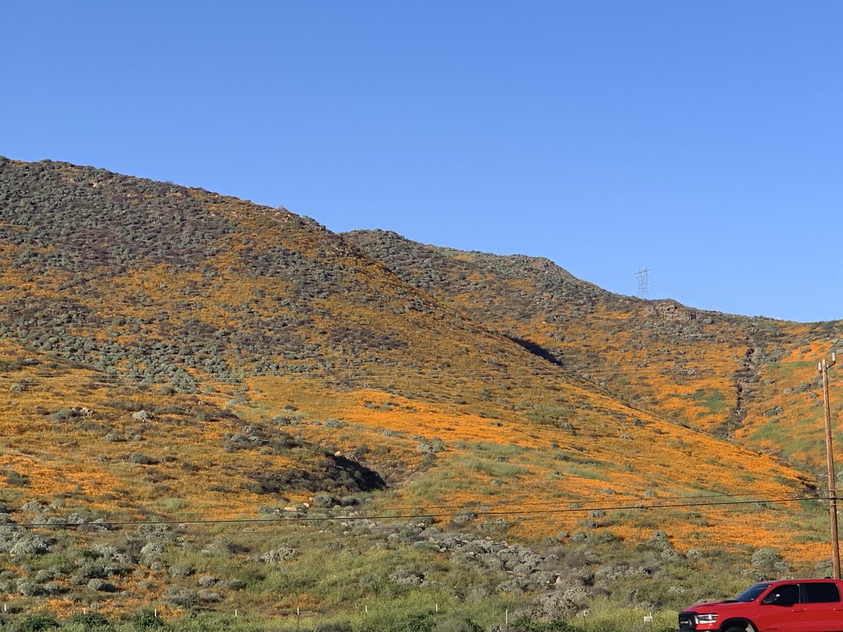 #poppies #LakeElsinore