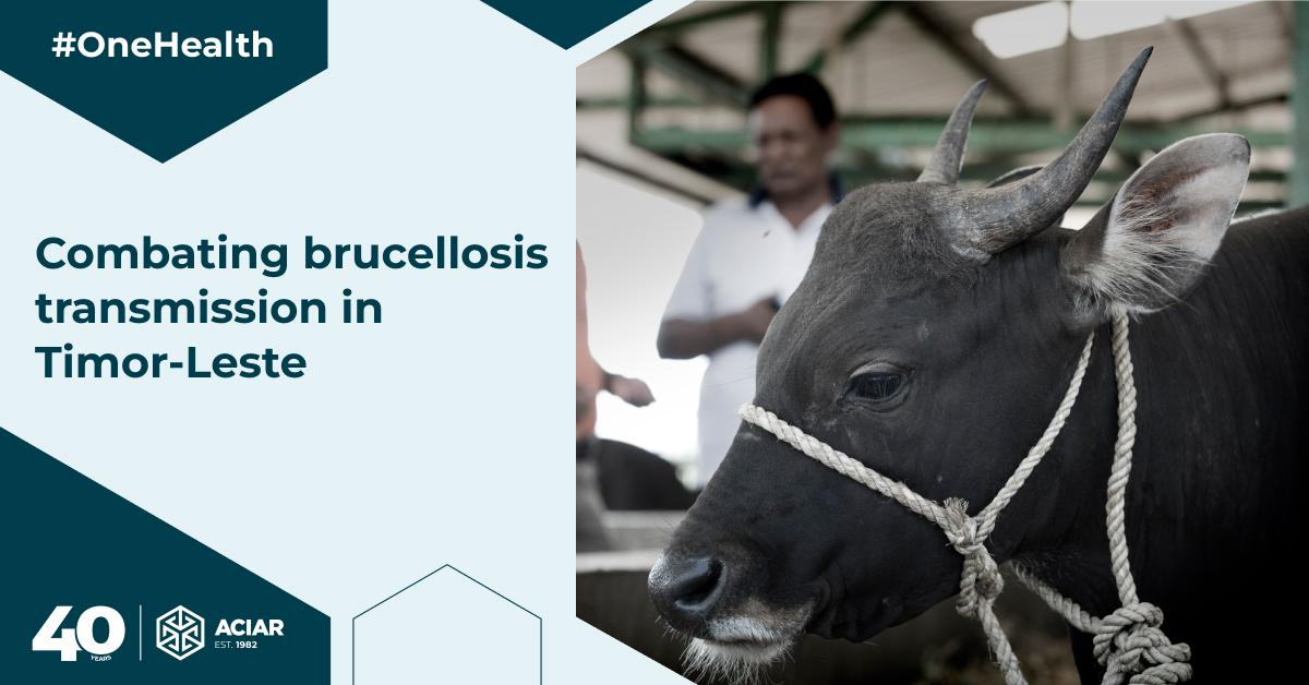 ACIARAustralia's tweet photo. We’re funding new research with @MenziesResearch in Timor-Leste 🇹🇱 to reduce brucellosis transmission in livestock 🐄 

The research is part of a new #OneHealth program we're funding in partnership with Canada's @IDRC_CRDI 🇦🇺🇨🇦 #AIRPOH 🌏 

Read more: https://t.co/nrvhfMff5r https://t.co/MXezhksVKm