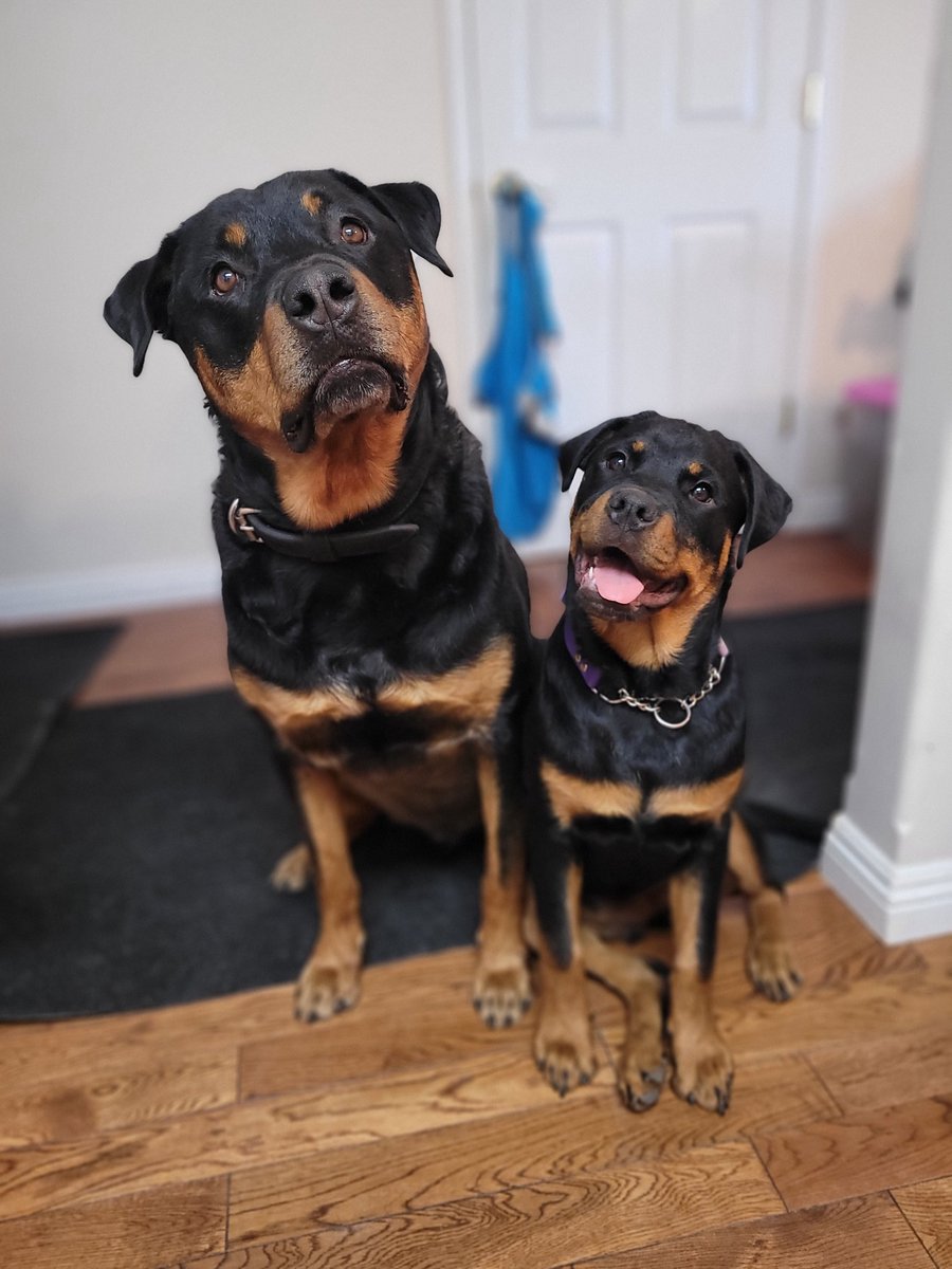 servicerotties's tweet photo. I've been trying to teach the puppy cute subtle head tilts. 
Which do you think is the cutest?

#DogsOfTwitter https://t.co/7bafpB9PGg