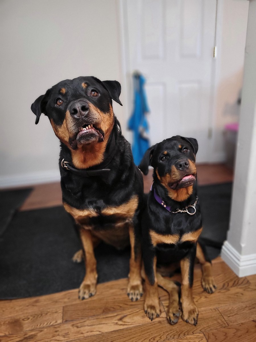 servicerotties's tweet photo. I've been trying to teach the puppy cute subtle head tilts. 
Which do you think is the cutest?

#DogsOfTwitter https://t.co/7bafpB9PGg