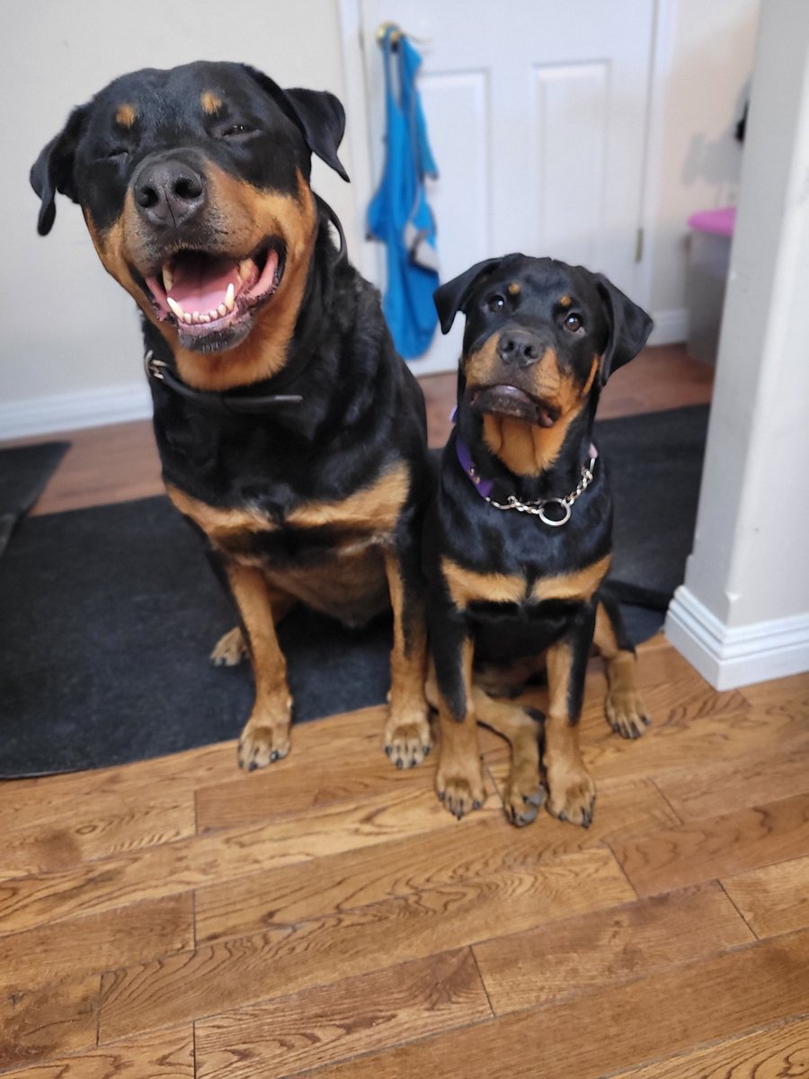 servicerotties's tweet photo. I've been trying to teach the puppy cute subtle head tilts. 
Which do you think is the cutest?

#DogsOfTwitter https://t.co/7bafpB9PGg