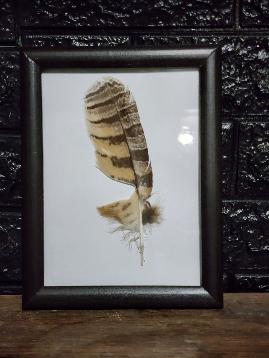FeathersVoid's tweet image. We have come a long way in a really short time, we are going strong, this project is becoming a big part of my life and i am grateful for everything and everyone!.
This is an owl's feather. You will see how important it is later.
#NFTs #voidfeathers #orionflower