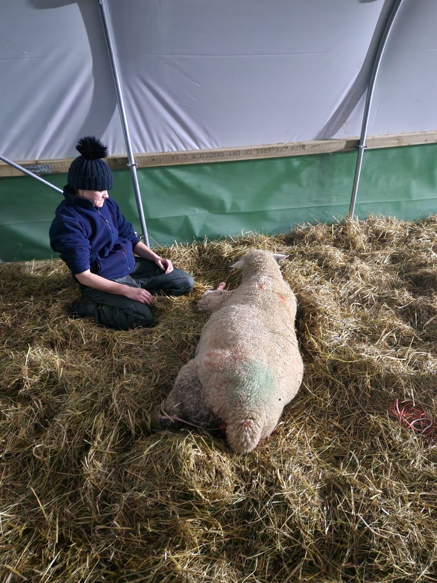 working_mummy_'s tweet photo. Mummy, teacher and farmer all in the one day, I'm exhausted! And in 5 hours I get up and do it all again. #lambing2023 #WorkLifeBalance #workingmummy https://t.co/3JovAJ9WOB