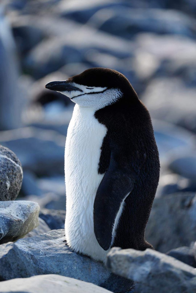 watchuswander's tweet photo. Thanks to a relatively smooth Drake Passage, we were able to make a bonus landing at Half Moon Island today! We have begun to understand the massive scale of #Antarctica, as well as some of its cutest inhabitants! 🐧
@AlbaExpeditions #travel #cruise #expeditioncruise https://t.co/Xf96zyJHNm