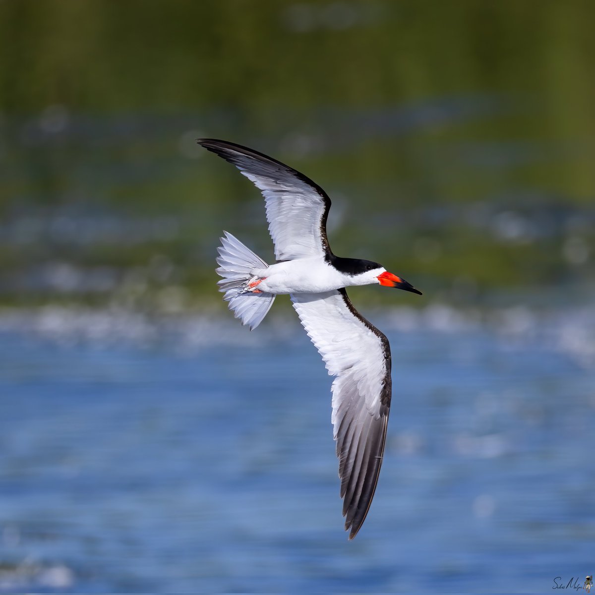 Black skimmers - notice the uneven bill. It flies low, with its lower bill slicing through the water. When the bill touches the fish, the upper bill snaps down to catch it. #birds #skimmer #BlackSkimmer #birdphotography #bird #photography #birding #Canon