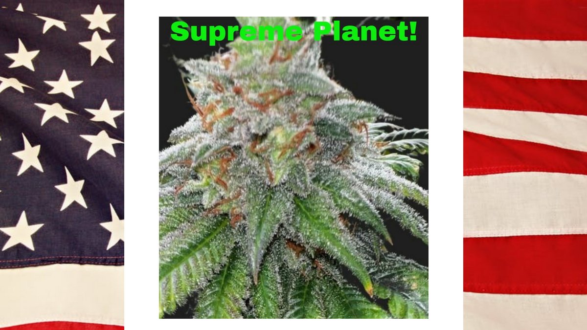 MoscaSeeds's tweet photo. Check out PREZ DAY Special on our website!ππ
https://t.co/Ue1cWF8aR6
#moscaseeds #cannabis #cannabiscommunity #cannabisculture #CannabisIllinois #ILCannabis #CannabisNews #Mmemberville #ilmmj #illinoismedicalpatient https://t.co/BBePjNcQyi