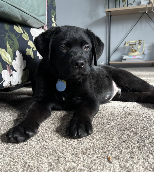 Meet Yogi 🐾 https://t.co/A4qTBjCqxz