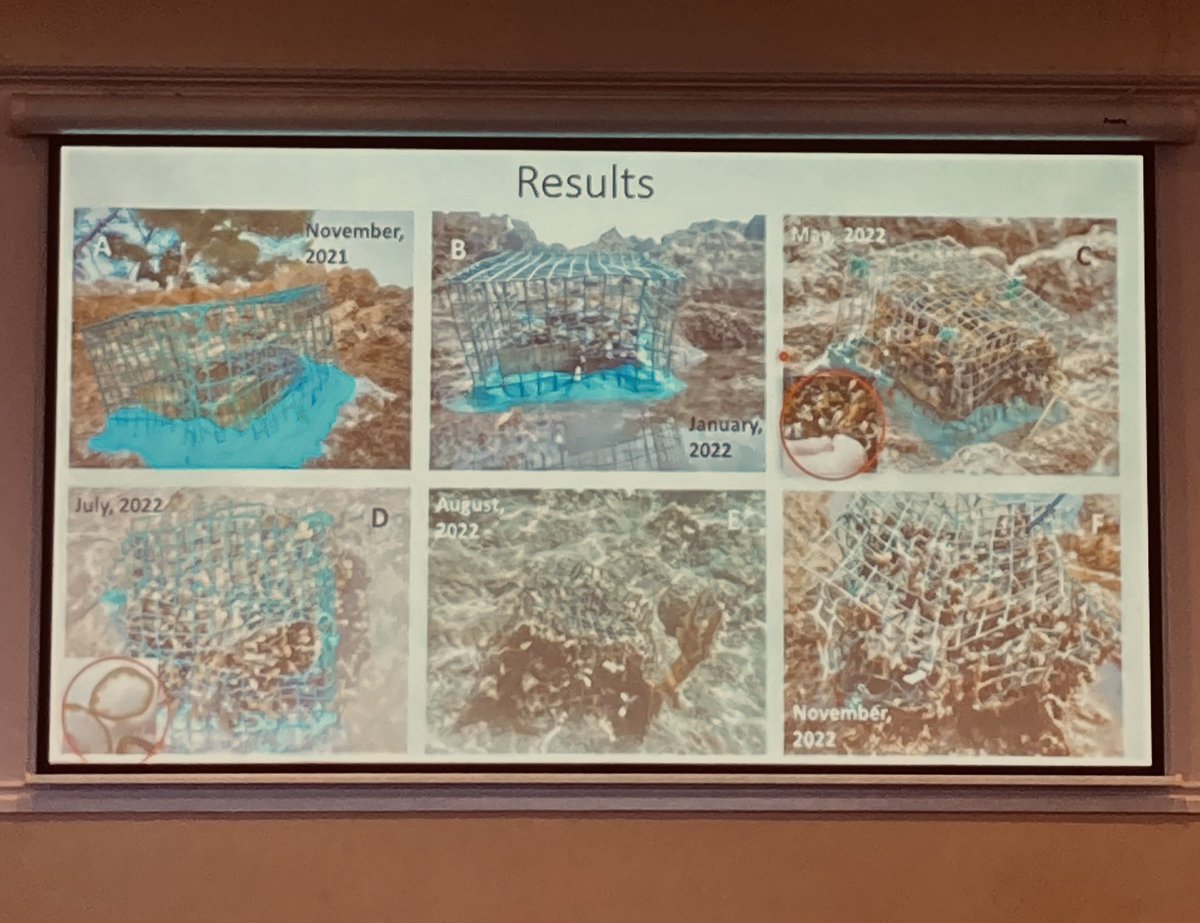 FucaleanForests's tweet photo. Our assistant/PhD candidate Edi presents our #restoration work on the north Adriatic endemic Fucus virsoides 🪴 at #ISS2023. We use a combination of in-situ and ex-situ techniques to optimise success 🔬#helpthekelp #kelpforestchallenge https://t.co/vpessCEpao