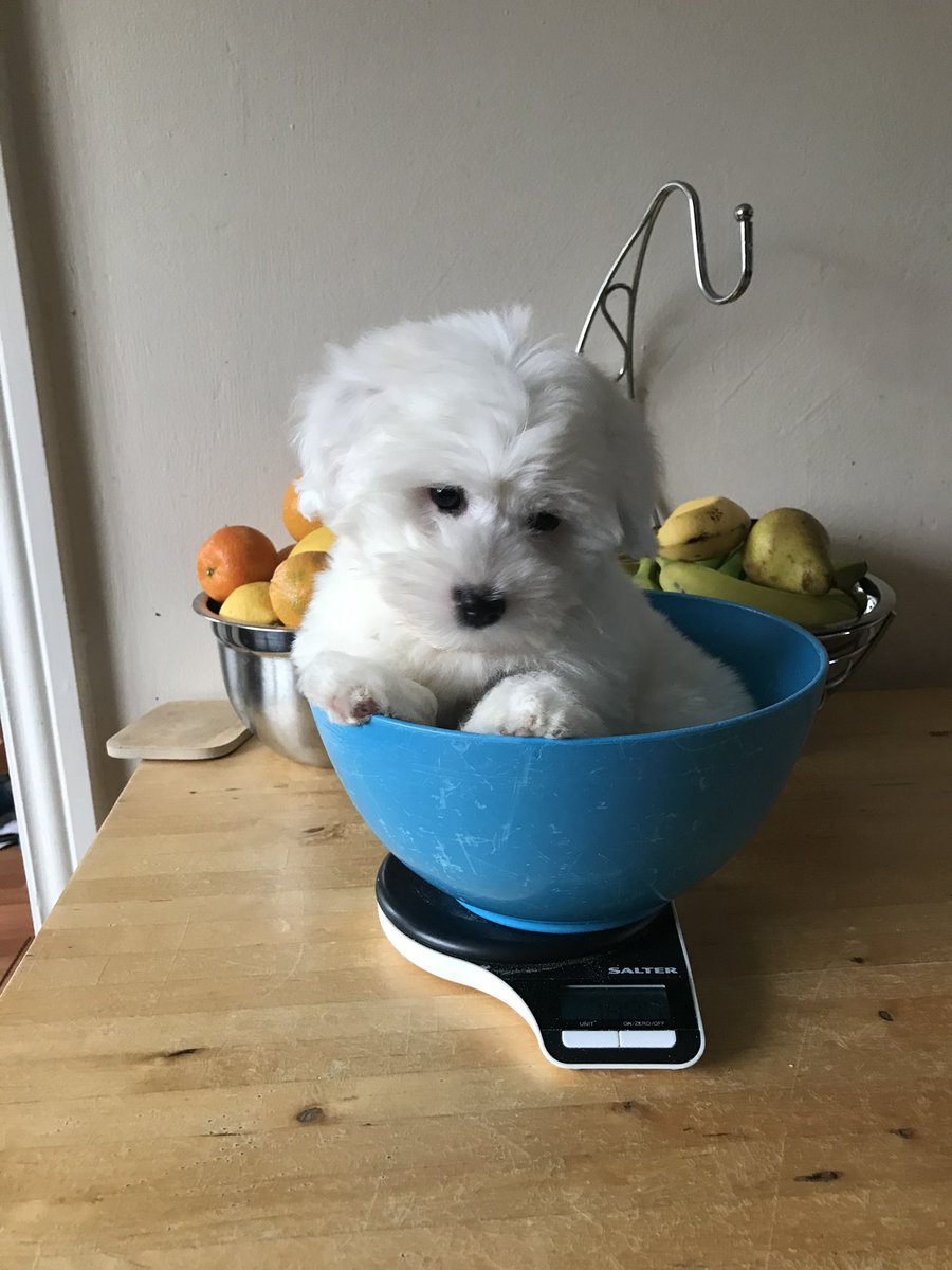 Lara1273's tweet photo. @JohnLewisRetail This is our little Winnie
#JLPets https://t.co/k1UzjafsNd
