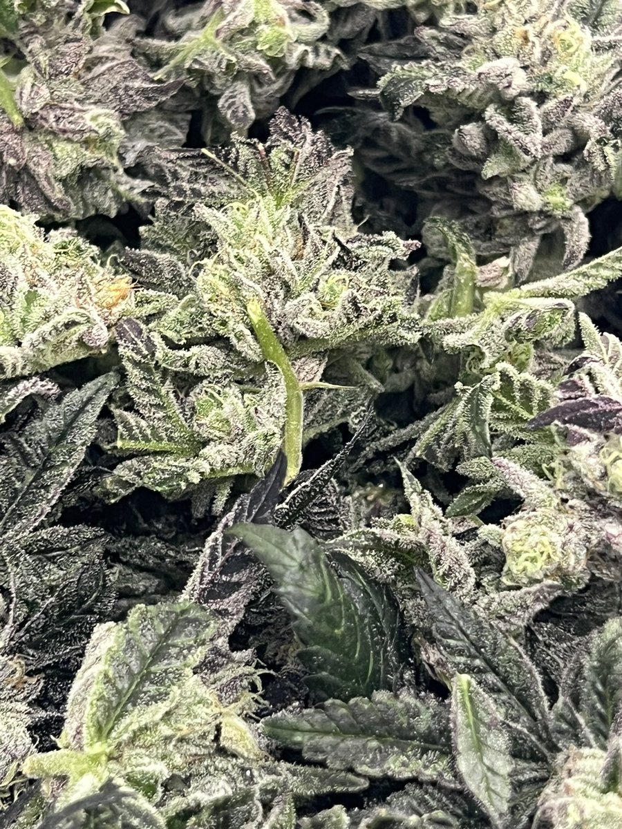 WPFF prepped for washin’