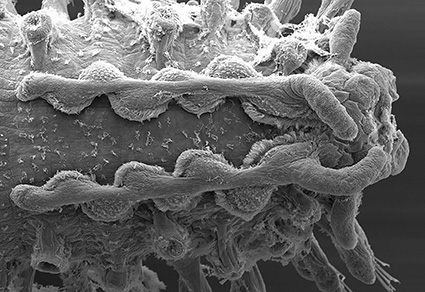 Another piece for the syllid puzzle: A #newspecies from #Japan and its mitochondrial genome reveal the enigmatic Clavisyllis (#Phyllodocida: Syllidae) as a member of Eusyllinae.
mapress.com/zt/article/vie…
#Taxonomy