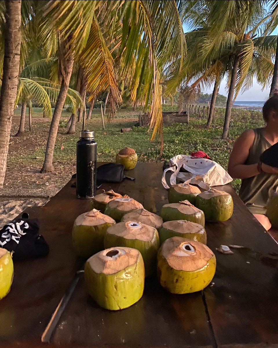 We go nuts for coconuts! 🥥

#Lifegrowsgreen #nature #natural #coconut #coconuts #fruit #produce #food #plant #plants #nicaragua #palmtrees #water #ocean <a href="/RealChadPrice/">Chad Price</a> <a href="/bsnscnslt/">BusinessConsultant</a>