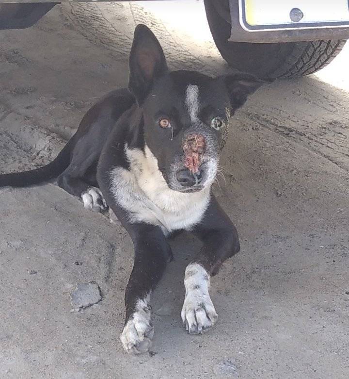 PerroUsuario's tweet photo. Por favor @SomosNevado podrían ayudar a este pequeño? Está muy mal, debe sentir mucho dolor RT @thz820: Algún rescatista que pueda ayudar a este animalito que se encuentra en la entrada de Playa Los Cocos, Vargas. Tiene el hueso de la nariz expuesto. 😢 https://t.co/weeOhQHRIE