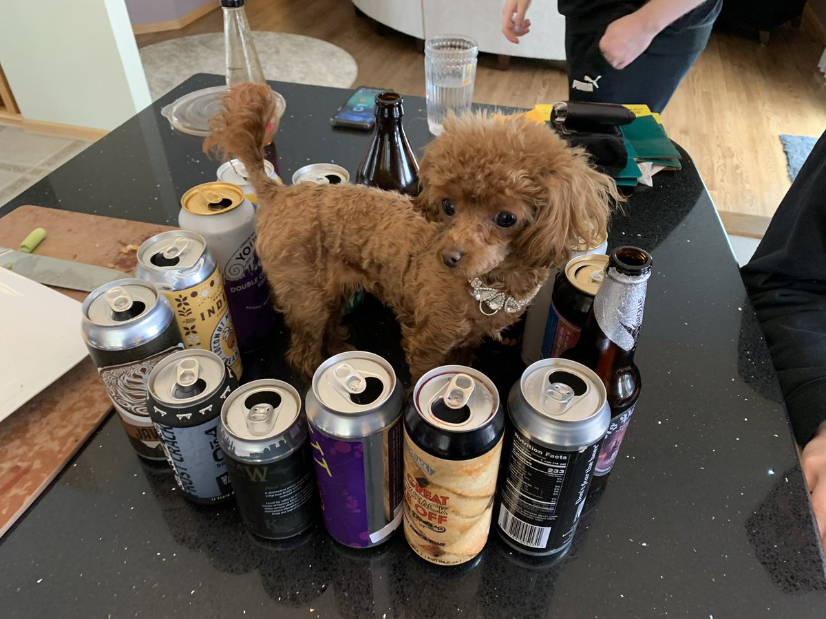 pejacoby's tweet photo. @ayisha @TheCurrent Puppet gets into the occasional misadventureβ¦
#fullGrown #lightDrinker https://t.co/pVoExQhzOU