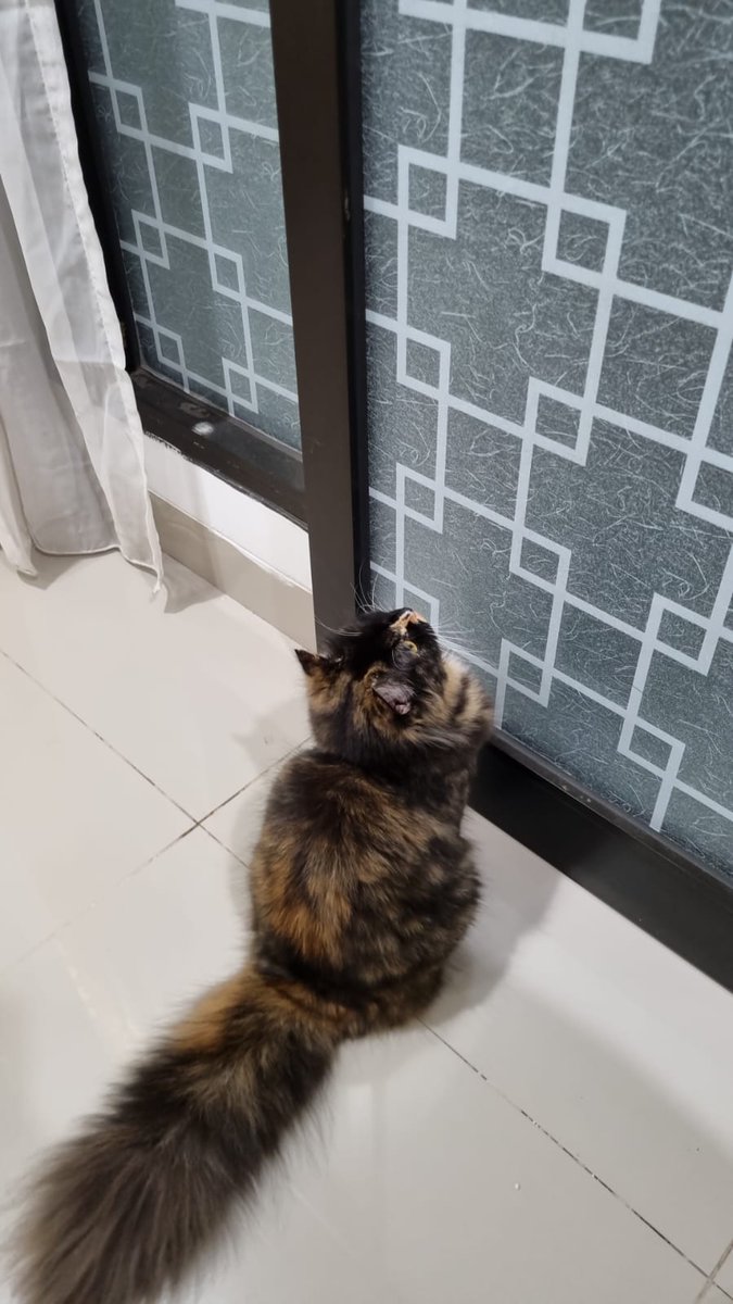 kiwisikucing's tweet photo. Hobi ku banyak, aku suka berburu cicak di rumah mbak, baca buku, main, trus kadang kalo sore aku suka inspeksi jalan di depan rumah mbak https://t.co/S1uLOnAHbR