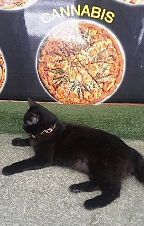 Bodegacats_'s tweet photo. https://t.co/HKwiH8l9qa