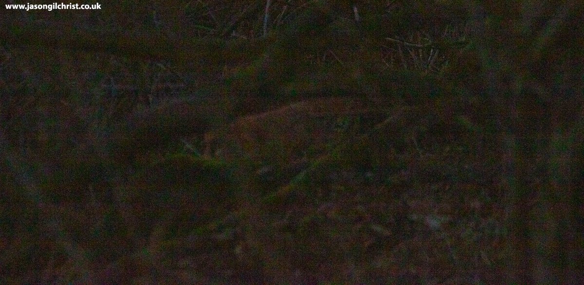 Can you see it now? Corstorphine Hill woods, Edinburgh, Scotland. #CorstorphineHill #woods #woodland #trees #MammalMonday #mammalwatching #Winterwatch #TwitterNatureCommunity #WildlifePhotography #Edinburgh #Scotland #ScotlandIsNow