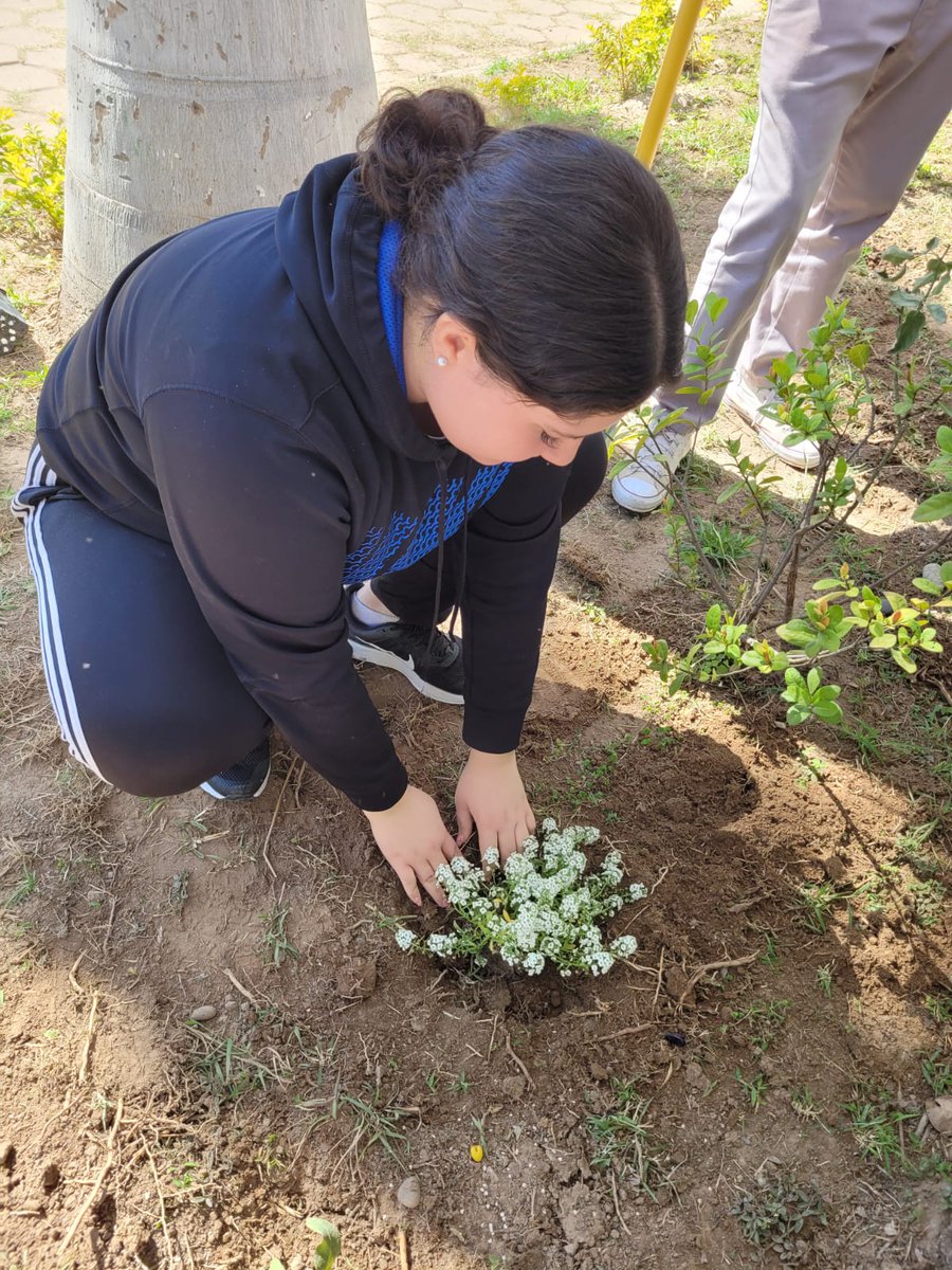 MailVerde's tweet photo. .@COBAES_07  #CobaesNoticias 🗞 | #Estudiantes de 6to. Semestre siguen trabajando en la actividad: "Planta un Árbol 🌳", actividad correspondiente al #ProyectoIntegrador del #MomentoI del #Semestre2023A de la Asignatura de #Ecología y #MedioAmbiente. https://t.co/EbgPBk058e