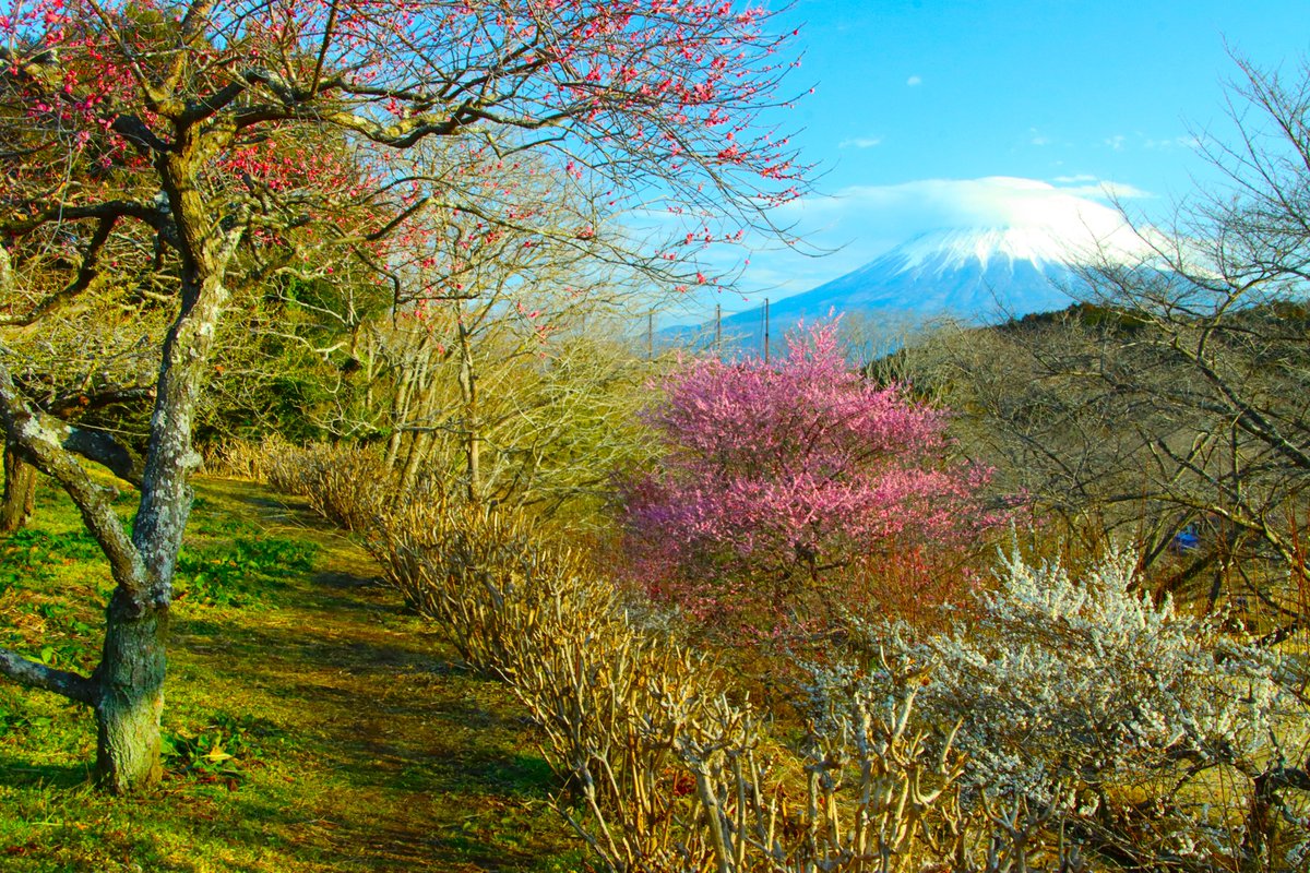 春の訪れ3 ＃富士山