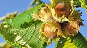 HazelnutStore tweet picture