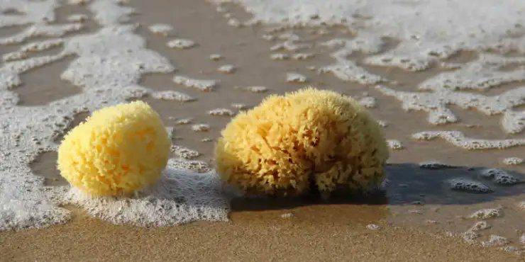 "Una vez entendí cómo estaba el Señor en todas las cosas y cómo en el alma, y púsoseme la comparación de una esponja que embebe el agua en sí" (Santa Teresa de Jesús, Cuentas de Conciencia). Buenas noches nos dé Dios.