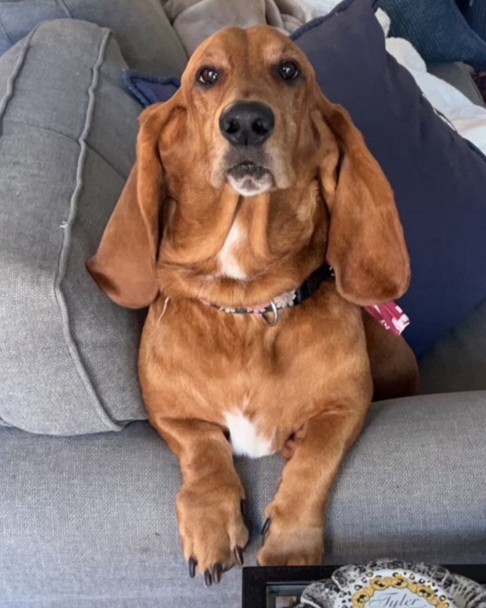 Spring Branch ISD tweet media