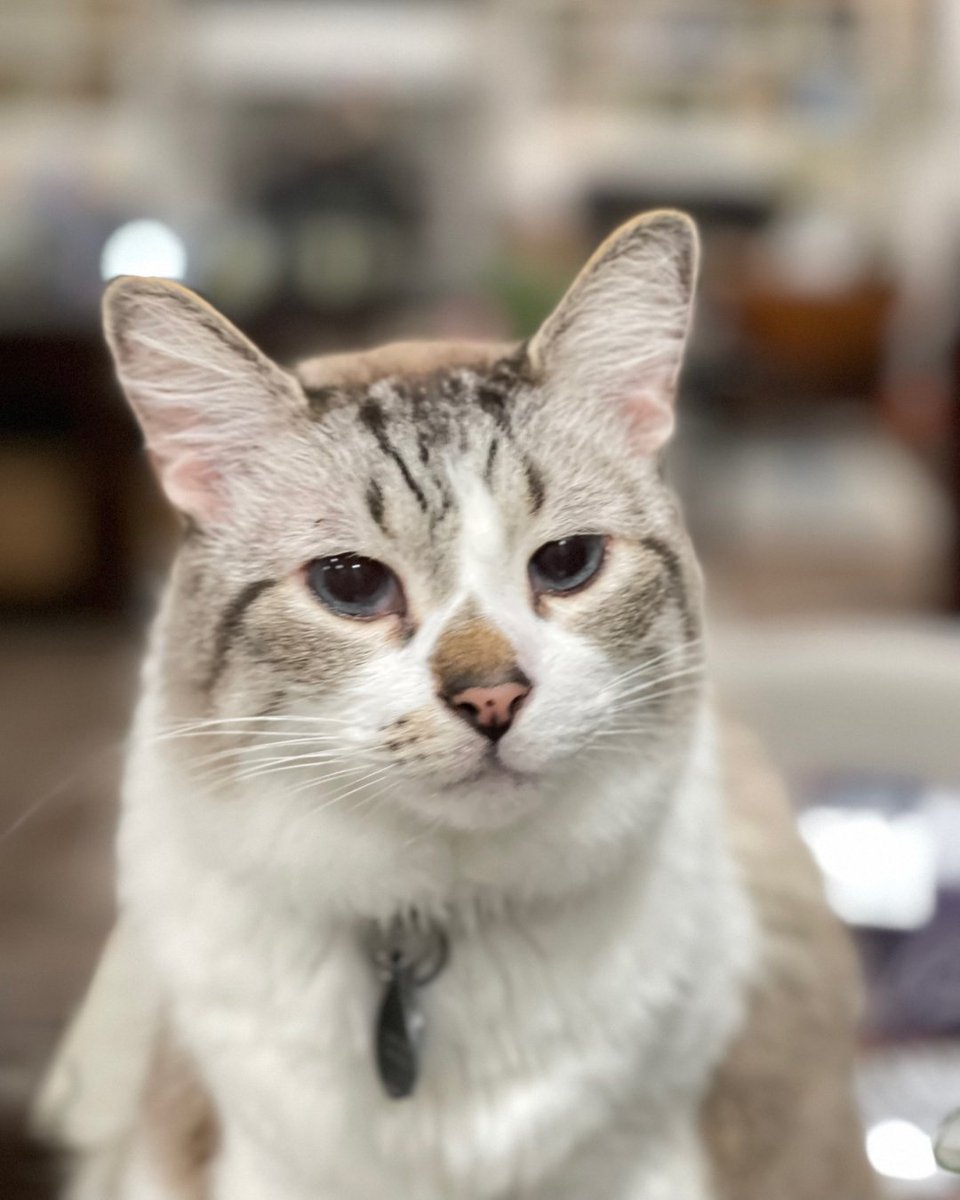 Spring Branch ISD tweet media