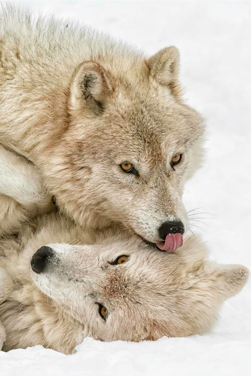 hourlywolvesbot's tweet photo. HourlyWolves presents: https://t.co/8lcWsC7ZHQ