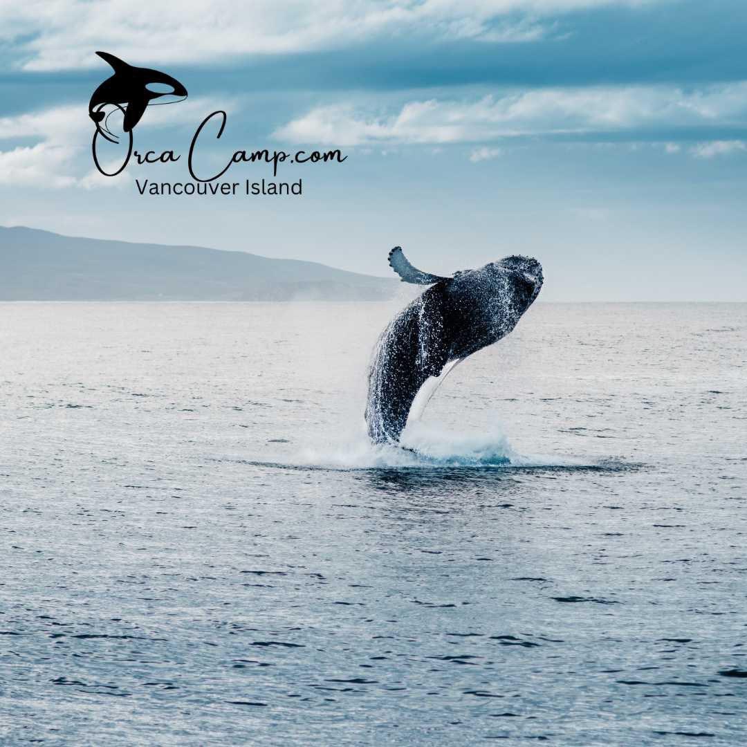 SeaKayakTours's tweet photo. Happy World Whale Day 🐋 https://t.co/EYcEpe3IPk
