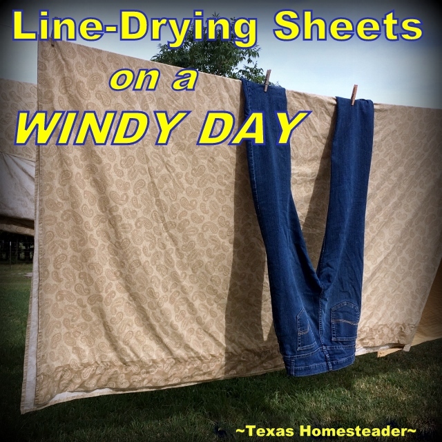 Tx_Homesteader's tweet photo. We line-dry our laundry. With the warmth and sunshine, today's a great day to finally catch up! But we weren't expecting the wind. WHEW!

So I'm implementing my windy-day clothesline method. :D 

https://t.co/o6UkMztT6A 
.
.
#TexasHomesteader #Clothesline #Wind #HomesteadHack https://t.co/fPEPoovKLA