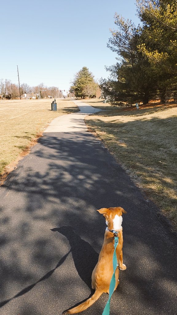 Sunny walks with my puppy to break up thesis writing 🌞