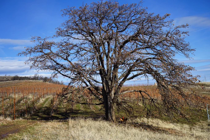 Image from Threemile Vineyard (@3Mile_Vineyard)