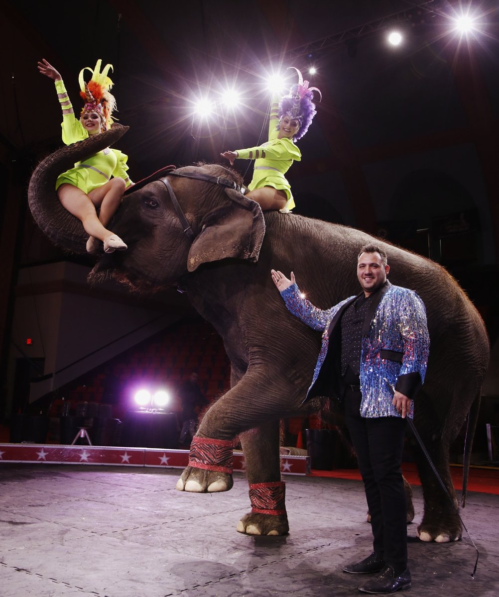 The Carden International Circus is coming to Extraco Events Center in Waco, Tx! 
🎟️Buy ONLINE @ spectacularcircus.com

#cardencircus  #circus #liveaction
#elephantsarefamily #familyfunevent
#spectacularcircus #waco #extracoeventscenter