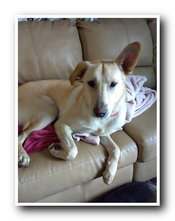 ILoveGermanShe2's tweet photo. ❤ German Shepherd 

👍 Credit: bmorehousebuyer on Twitter https://t.co/MCCW3PZmQ6