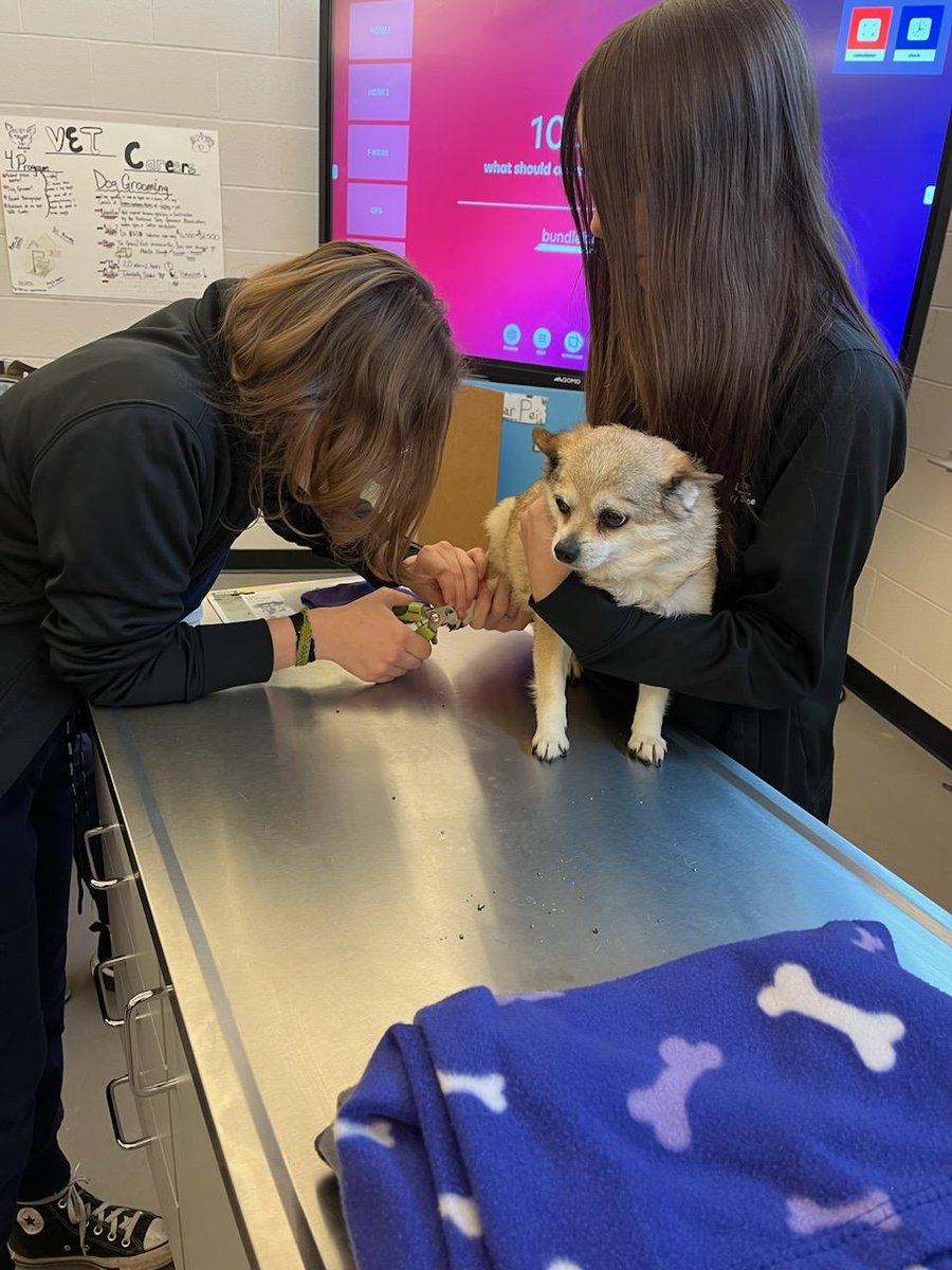 They have been practicing nail trims in our Vet Science program.  
#skillsmatter
#careertechohio