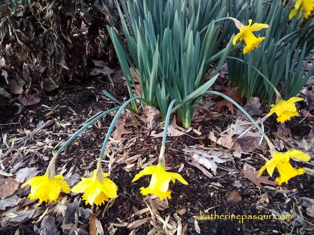 KatherinePasour's tweet image. I was pushed back and about to fall, but the LORD helped me. The LORD is my strength and defense; he has become my salvation. Ps 118:13-14 
Feeling downtrodden? Some help for the winter blues. #godislove #lessonsfromnature
katherinepasour.com/blog/feeling-d…