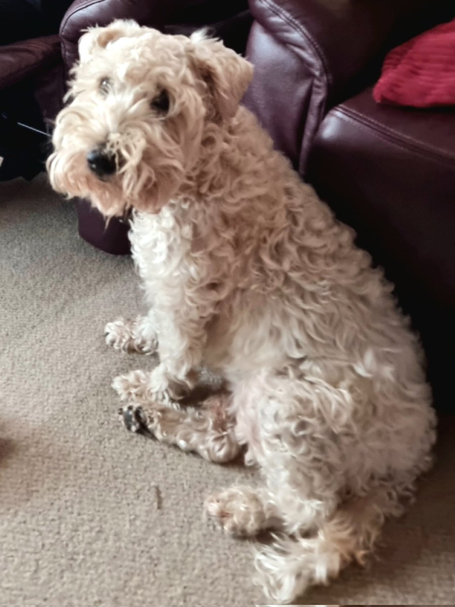 Sprocket_Cool's tweet photo. @JohnLewisRetail Hello John Lewis on Love your Pet Day.
My name is Sprocket l am an Irish Soft Coated Wheaten Terrier who would love a treat. RAAA #JLPets https://t.co/t6roNJioQq