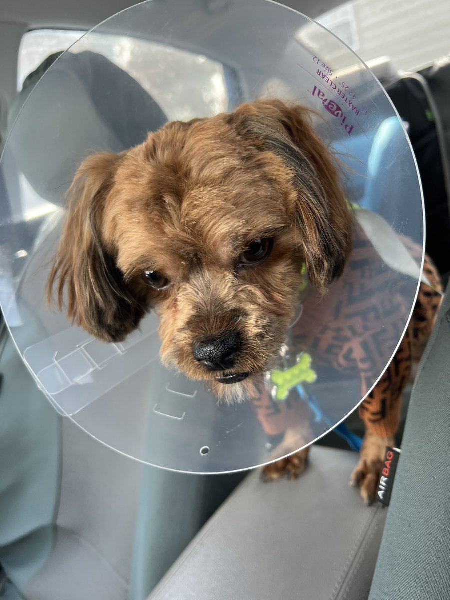 Milo_Shihpoo's tweet photo. No babies for you. Bitter/sweet. Milo just came from being neutered. We adopt his sister next week she’s a Yorkie. ❤️Now for the aftercare #shihtzu #poodle #DogsofTwittter #neutered https://t.co/XlmfagNhiR