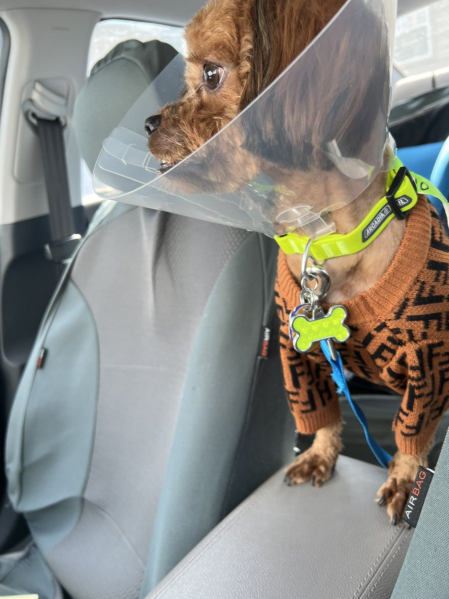 Milo_Shihpoo's tweet photo. No babies for you. Bitter/sweet. Milo just came from being neutered. We adopt his sister next week she’s a Yorkie. ❤️Now for the aftercare #shihtzu #poodle #DogsofTwittter #neutered https://t.co/XlmfagNhiR