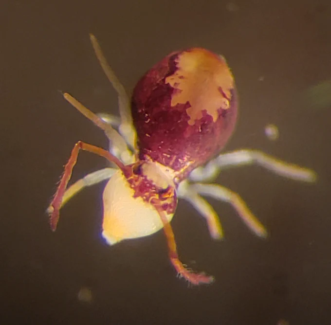 big fan of this springtail species that has a little mask like a 1940's burglar or a ninja turtle 